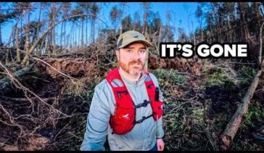The Problem With Ireland's Trees Exposed by Storm Éowyn