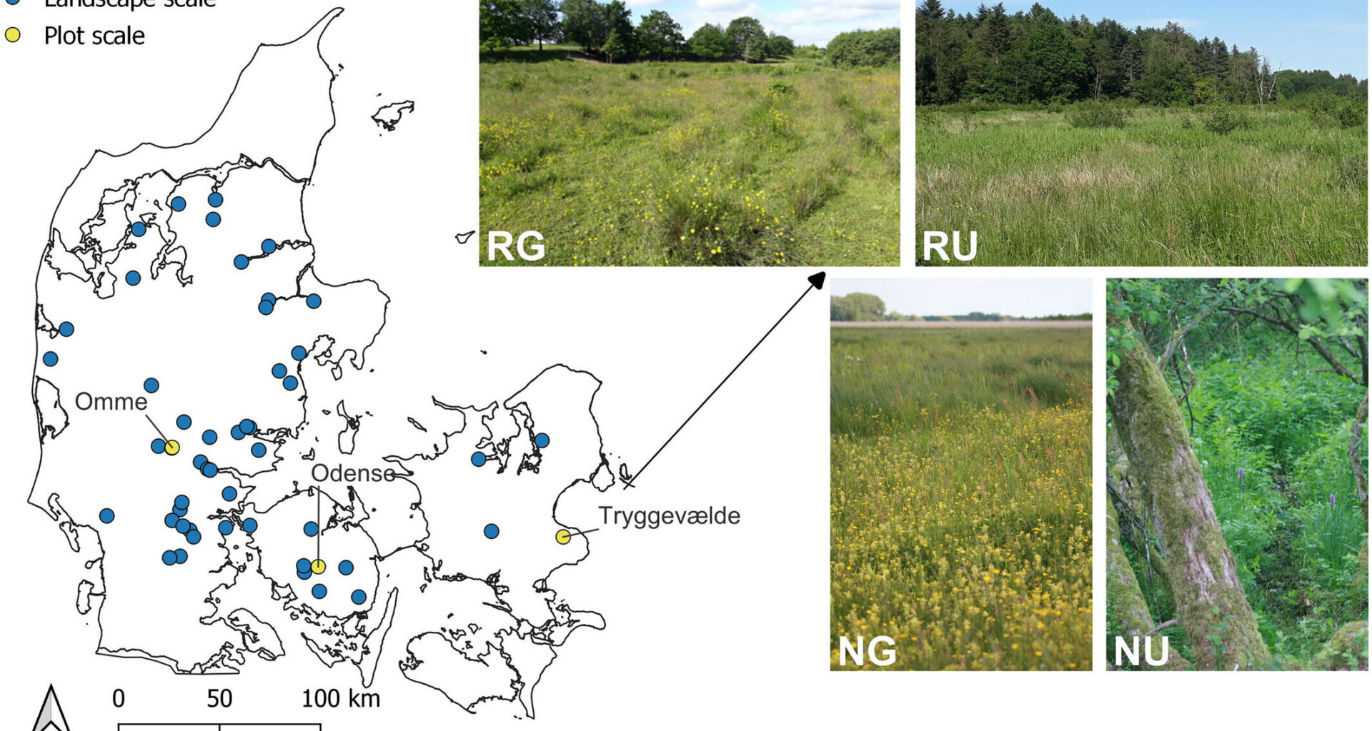 20 years on, biodiversity struggles to take root in restored wetlands across Denmark
