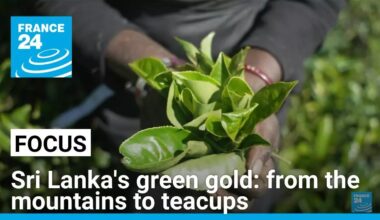 Sri Lanka's green gold: From mountain slopes to the world's teacups • FRANCE 24 English
