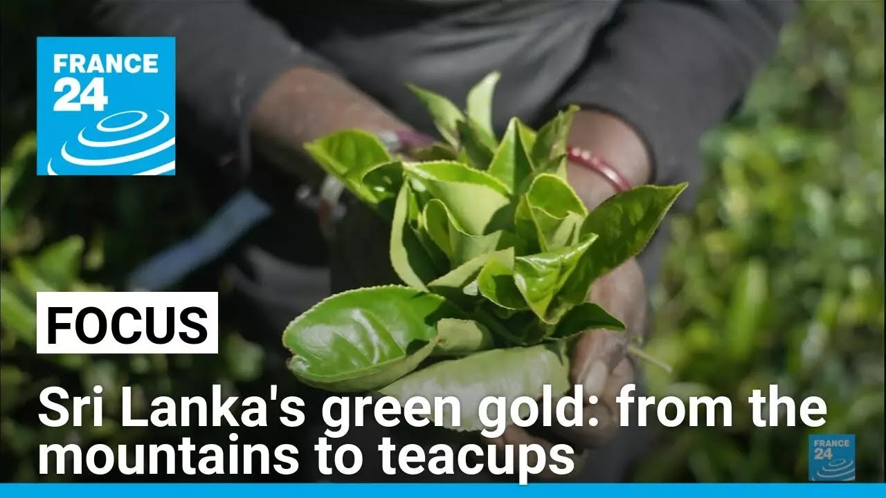 Sri Lanka's green gold: From mountain slopes to the world's teacups • FRANCE 24 English