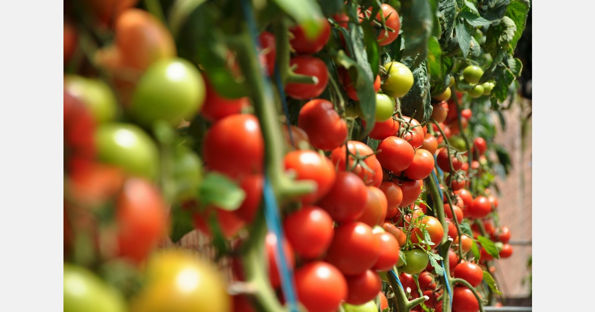 Increase in area for organic cultivation in Switzerland