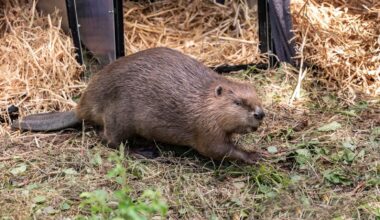 Beavers could help tackle Britain's rising flooding problems, report finds