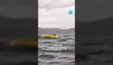🐋 🚣 #Chile : a humpback #whale swallows a #kayaker • FRANCE 24 English