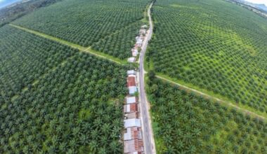 Biodiesel policies under pressure as costs surge, environmental concerns mount | NEWS