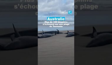 #Australie : plus de 150 #dauphins s'échouent sur une plage de Tasmanie  • FRANCE 24