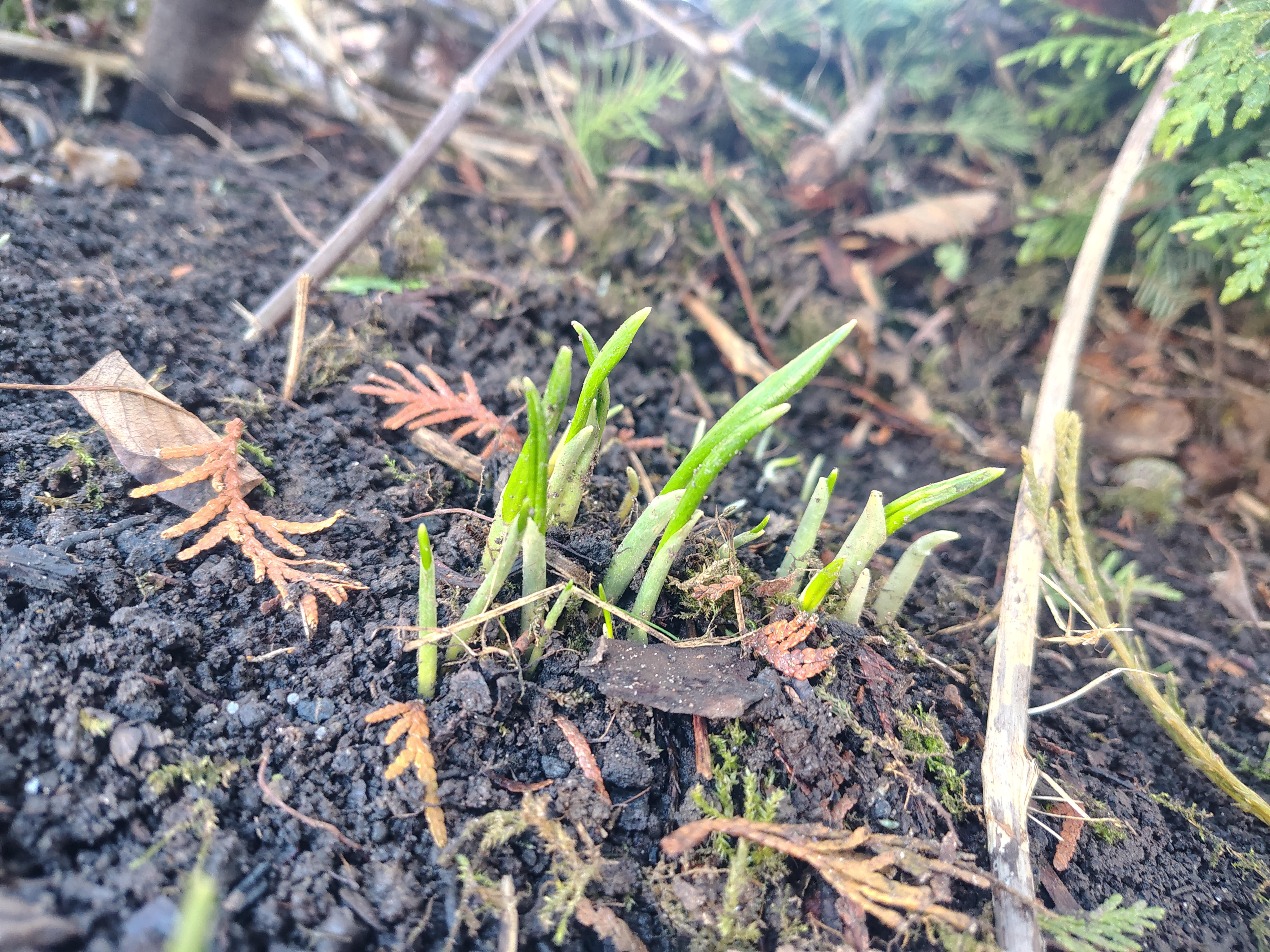 Der Bärlauch im Garten beginnt auszutreiben, der Frühling ist auf dem Weg!