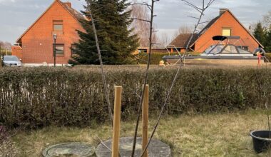 Brauche Hilfe beim Obstbaumschnitt