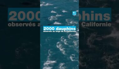 Plus de 2000 dauphins observés au large de la Californie • FRANCE 24