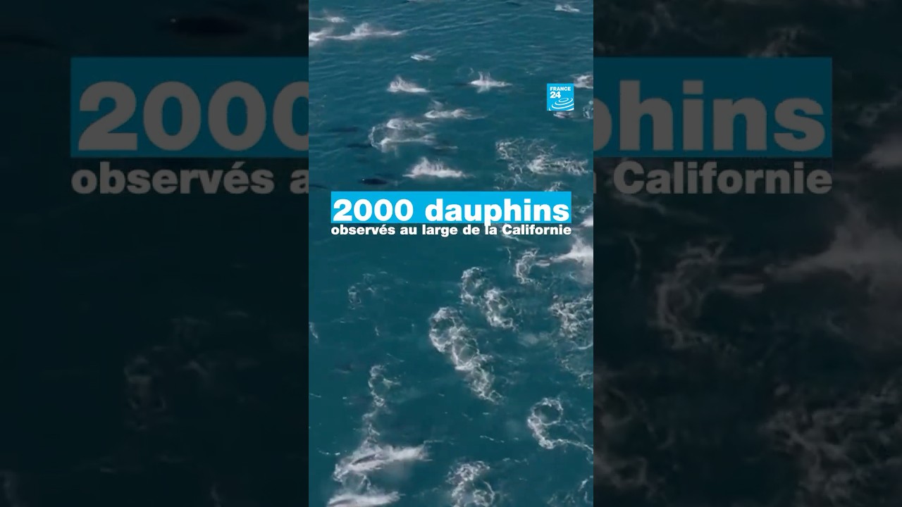 Plus de 2000 dauphins observés au large de la Californie • FRANCE 24