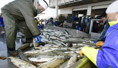 Japanese salmon catches plummet in losing battle to climate change