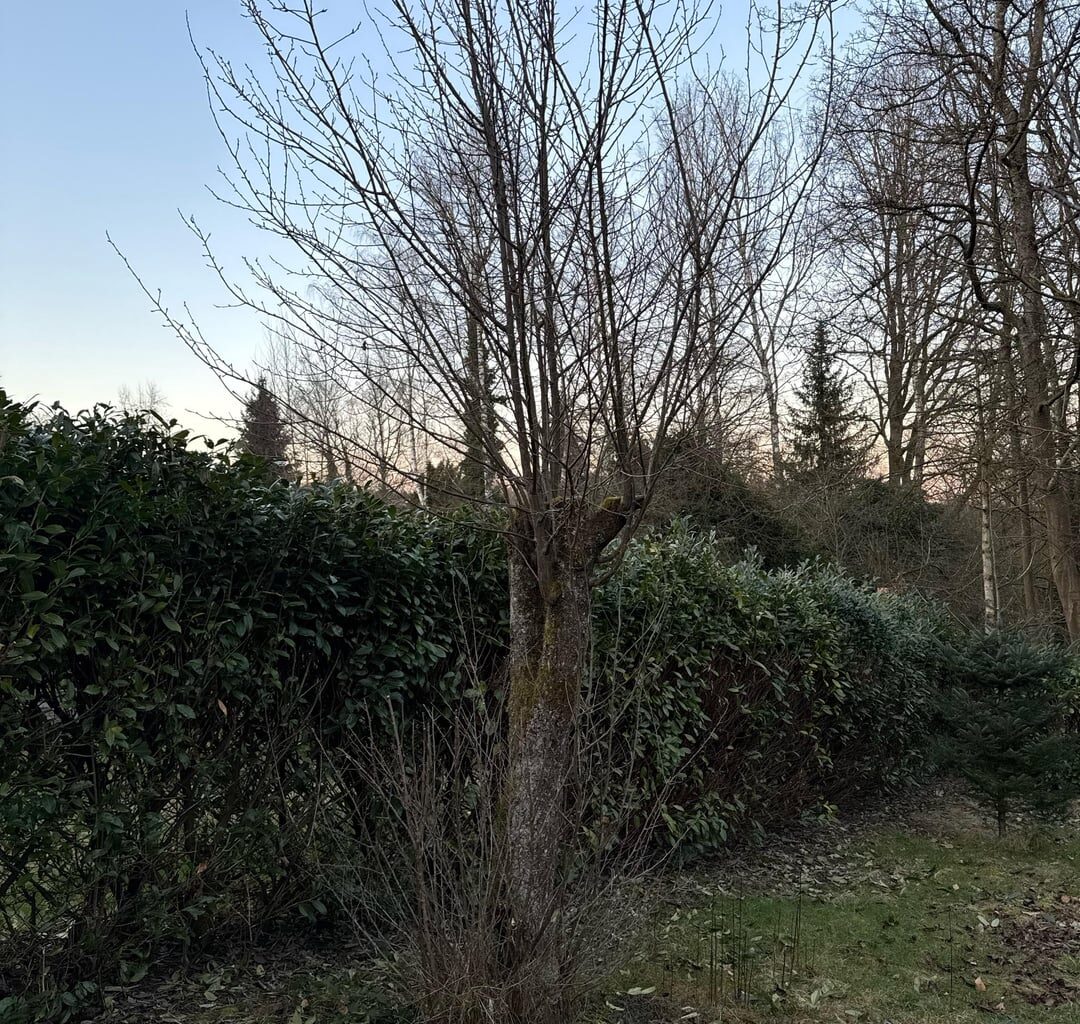 Pflaumenbaum retten