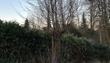 Pflaumenbaum retten