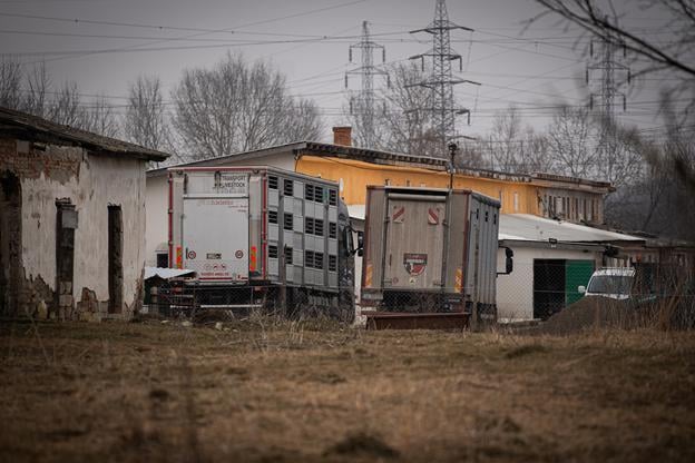 Lorries intended for transporting bulls in and out.