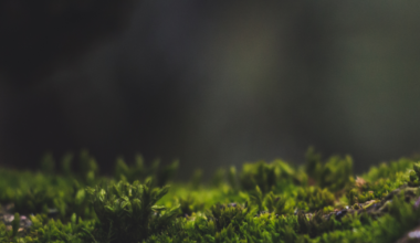 Survey on UNEP youth work and youth engagement | UNEP