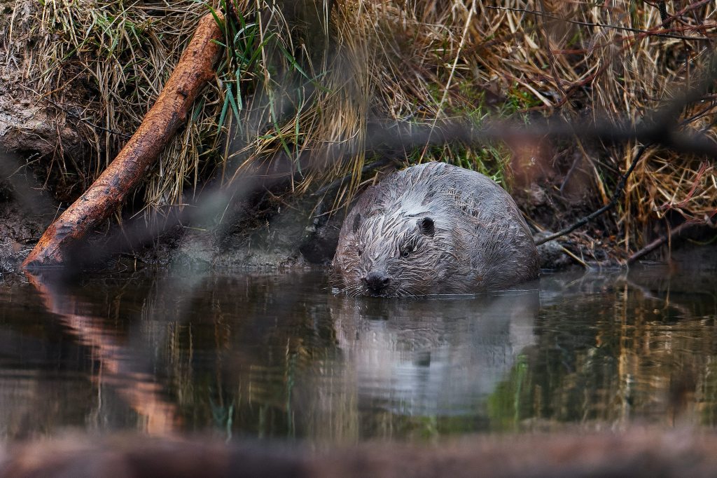 A Eurasian beaver sits in a protected wetland area in Vesin, Czech Republic on Feb. 3, 2025.