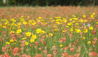 Texas Field of Flowers