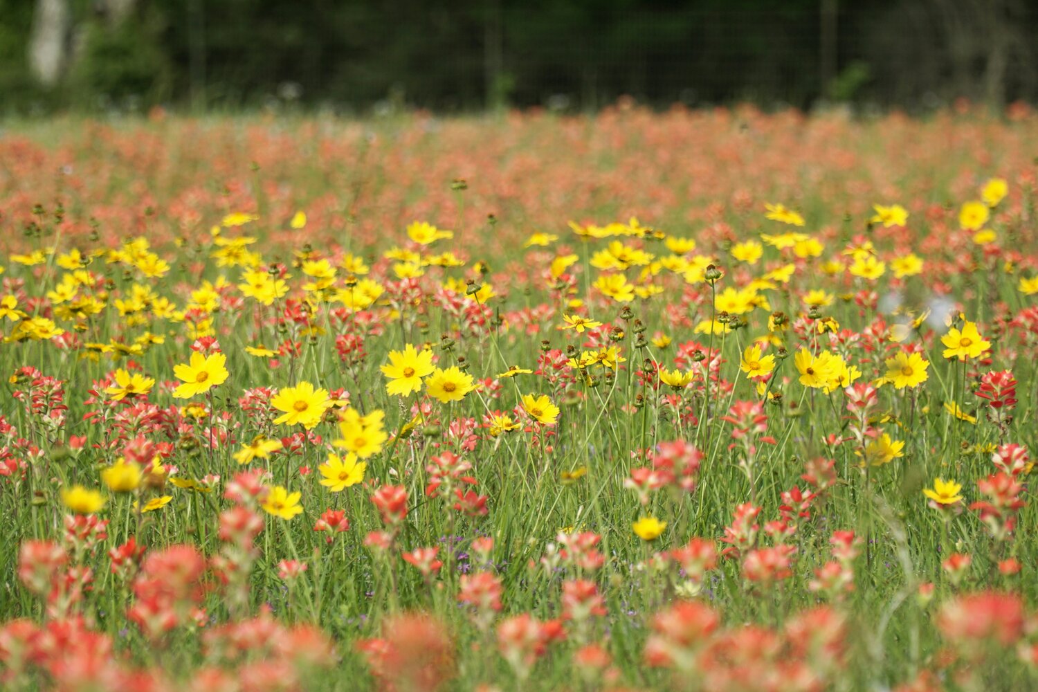 Texas Field of Flowers