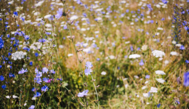 Tens of millions for heritage meadows raising eyebrows in Estonia | News
