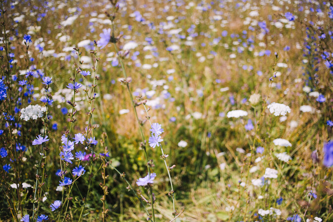 Tens of millions for heritage meadows raising eyebrows in Estonia | News