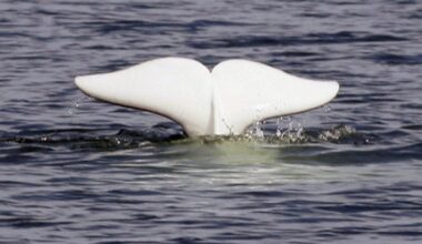 Saving species 'not rocket science,' but few faring better than long ago: researcher