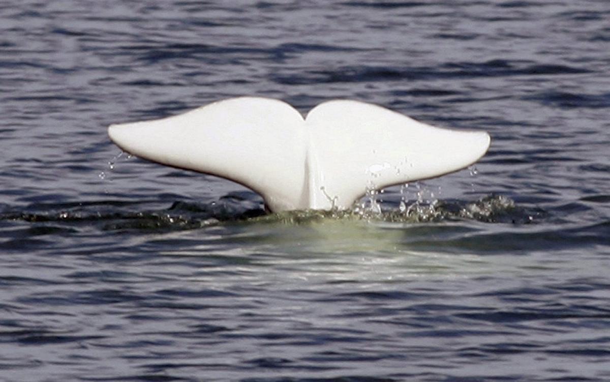 Saving species 'not rocket science,' but few faring better than long ago: researcher
