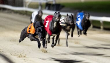 Record number of greyhounds euthanised at races in Ireland last year