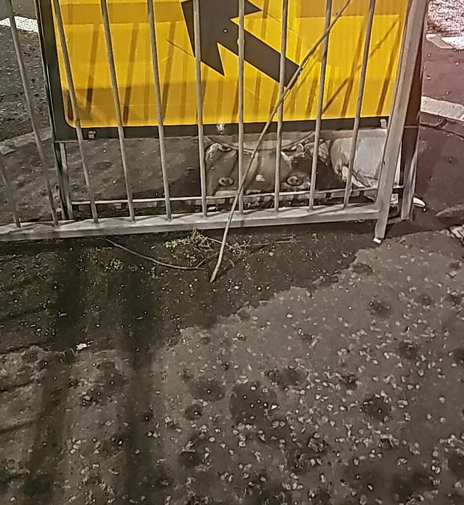 Spotted lurgan