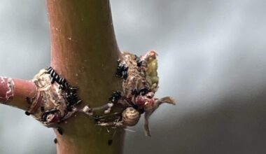 Schädlinge am Ahorn? 🍁