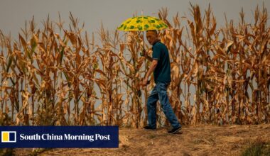 China could lose 35% of its cropland by 2100, scientists warn