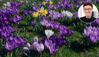 Eine Wiese mit Frühblühern. Der Frühling ist da.