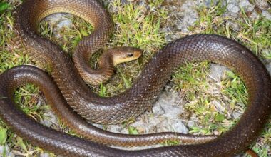 Wales has a new 2m long snake species that survives by living in attics and walls, this is what to do if you find one