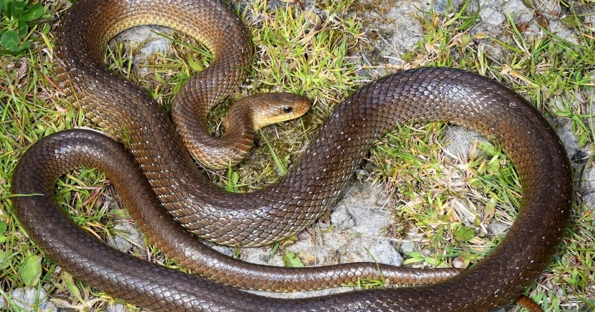 Wales has a new 2m long snake species that survives by living in attics and walls, this is what to do if you find one