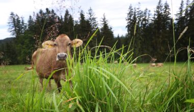 Keine Weide, kein Bio: Welche Folgen hat die EU-Verordnung?