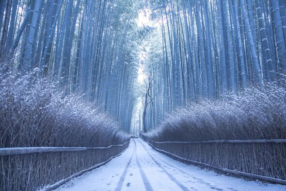 Kyoto Arashiyama Winter Bamboo Grove Road