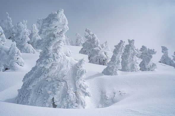Snow Monster on Mt. Hakkouda, Aomori