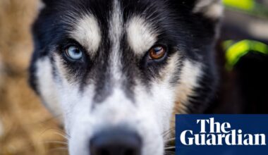 Czech long sled dog race – in pictures | Art and design