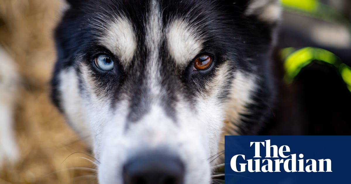 Czech long sled dog race – in pictures | Art and design