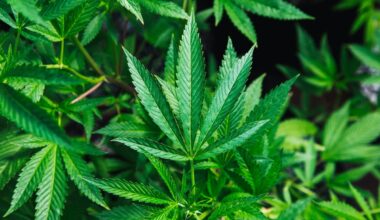 Switzerland Considers Legalising Recreational Cannabis