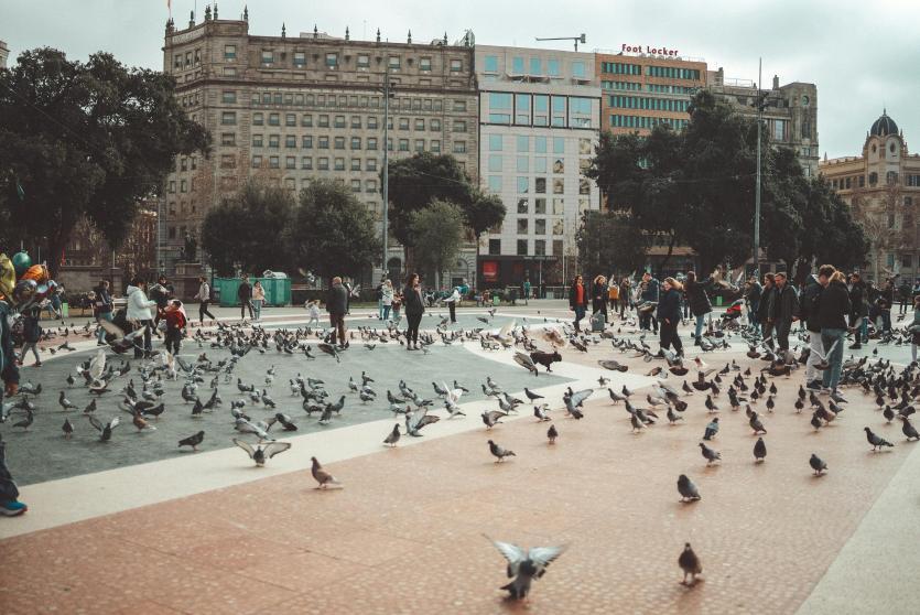 Palomas en Barcelona.