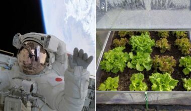 NASA Astronauts Stuck in Space For Months Are Now Growing Lettuce — But It's Not For Dinner