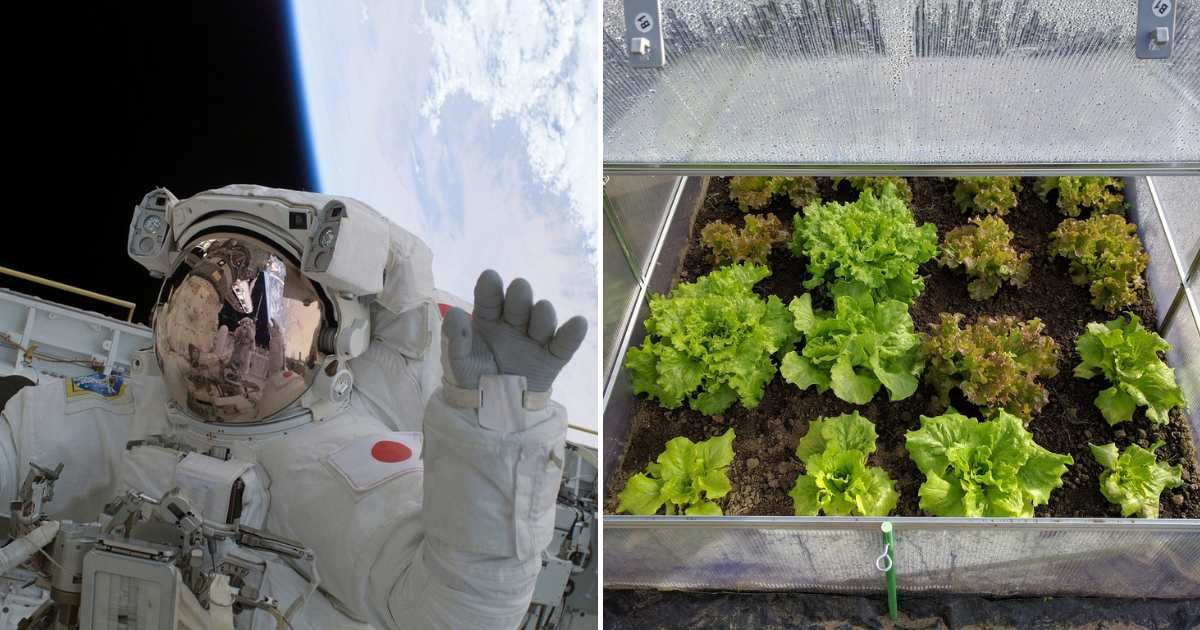 NASA Astronauts Stuck in Space For Months Are Now Growing Lettuce — But It's Not For Dinner