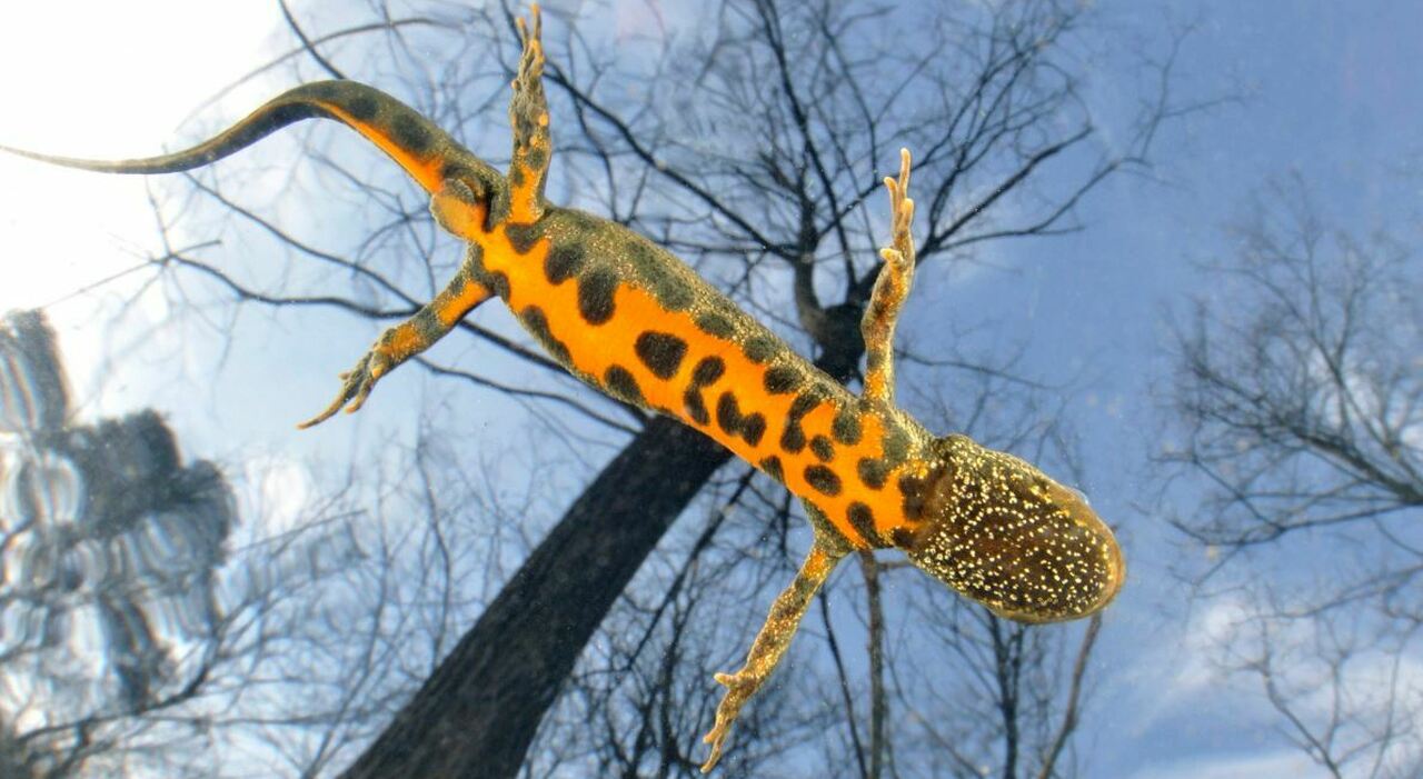 Italia svela il tesoro della sua biodiversità