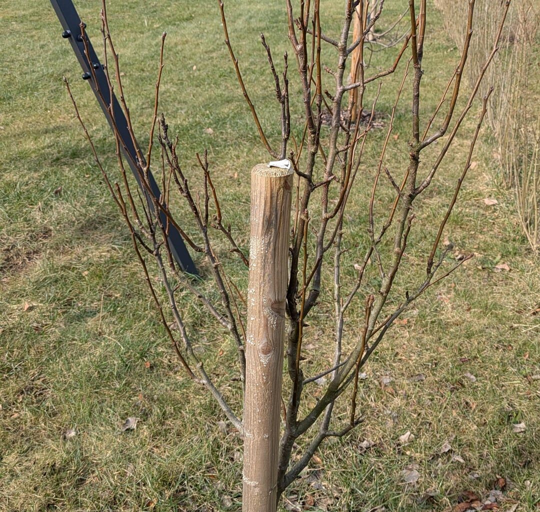 Jungbaum schneiden