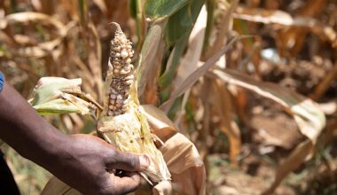 How do rural Zimbabweans perceive climate change?