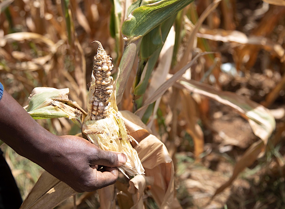 How do rural Zimbabweans perceive climate change?