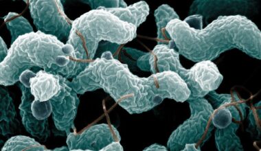 Food-borne bugs and their links with climate change come into focus