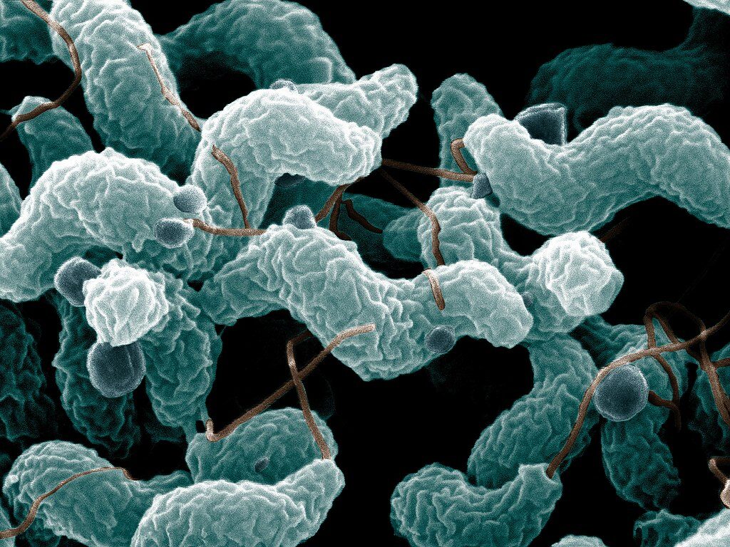 Food-borne bugs and their links with climate change come into focus
