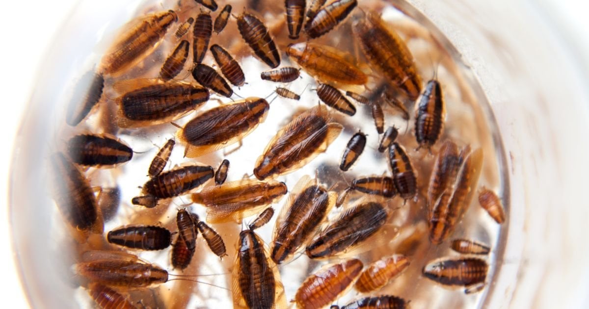 German cockroaches invade British homes with 'no way' of getting rid of them