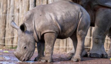Baby white rhino Nova makes her public debut at Belgium's Pairi Daiza zoo