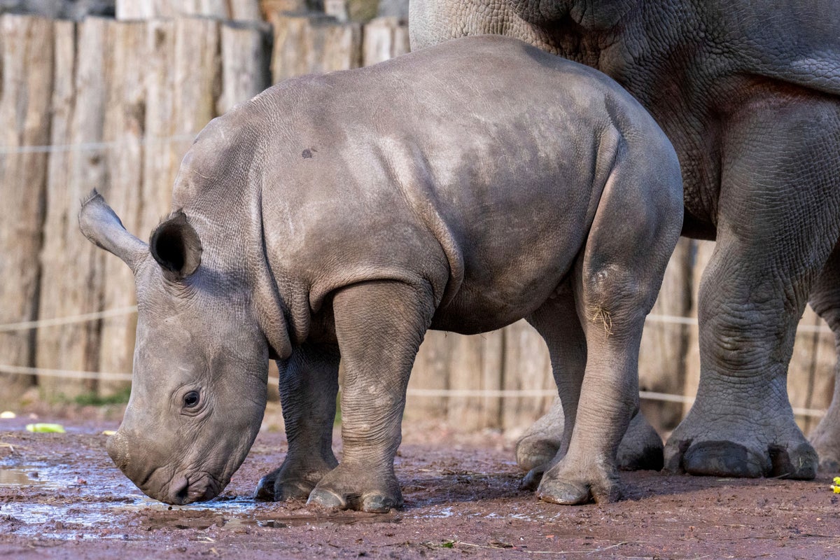 Baby white rhino Nova makes her public debut at Belgium's Pairi Daiza zoo